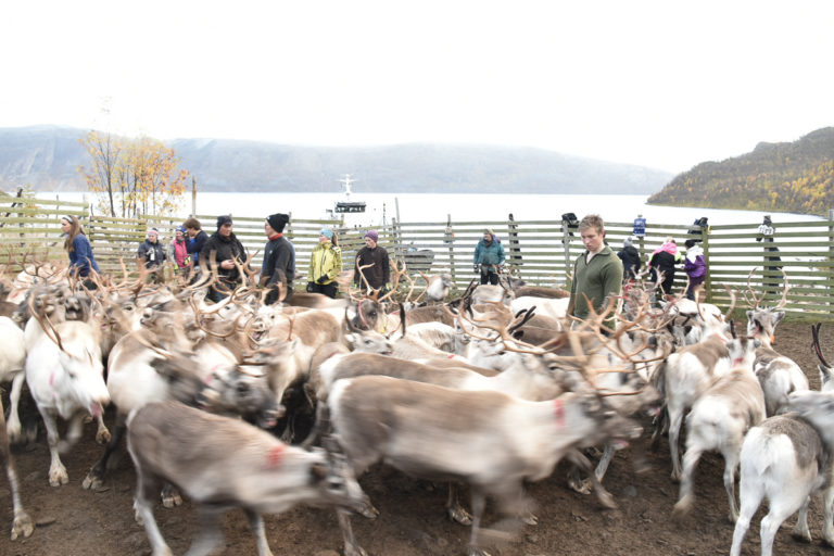 Reindeer crowding a wooden-fenced corral beside a fjord in autumn, with herders and visitors standing along the fence